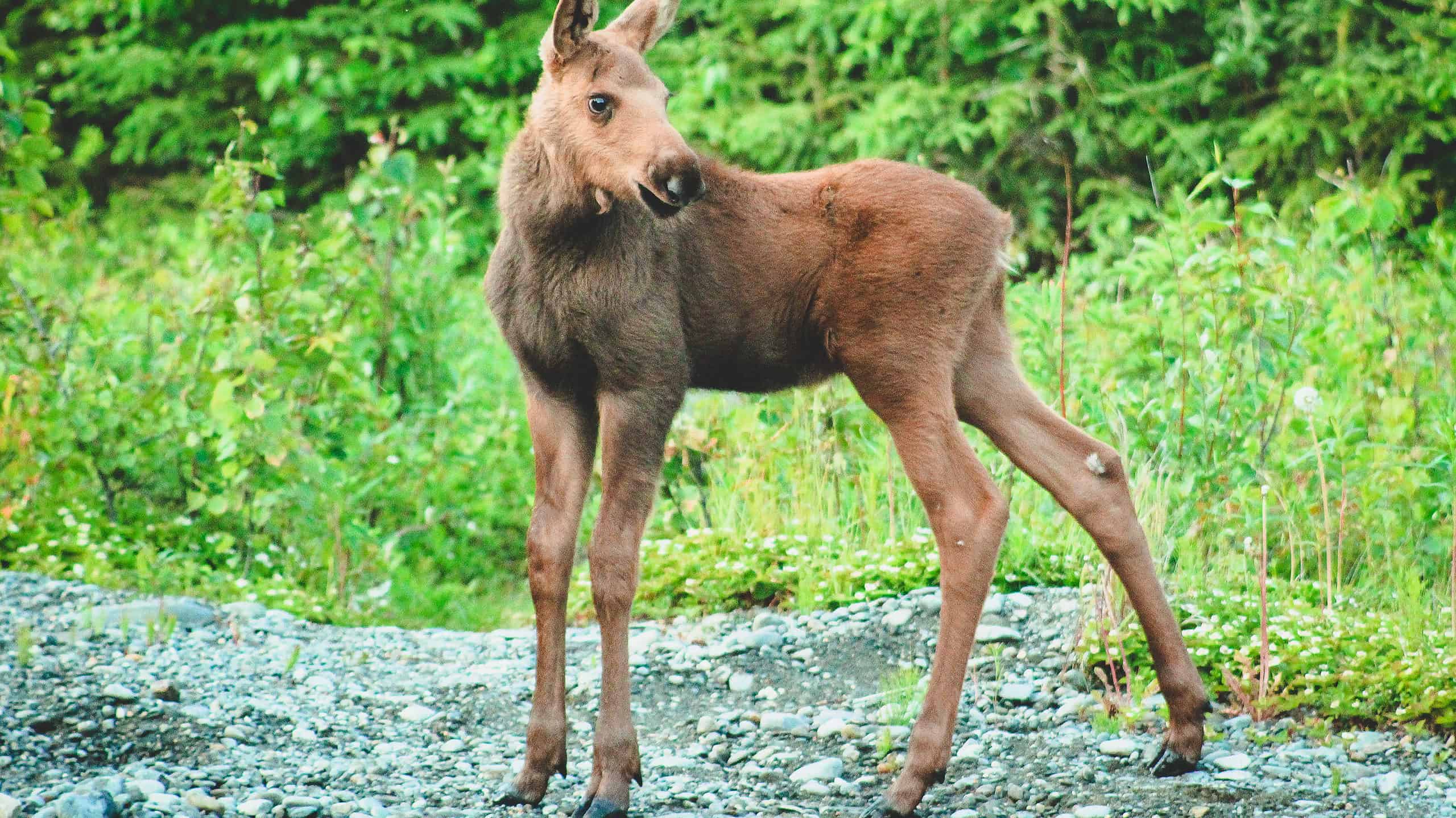 Playful Baby Moose Begins Jumping Around a Backyard to Play With a Dog ...