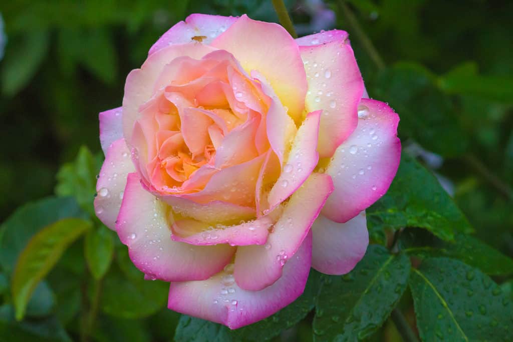 A closeup of the vibrant orange-pink Peace rose, a hybrid tea rose