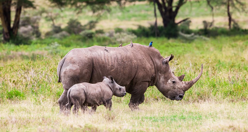 Rhinoceros in the Lake Nakuru National Park, Kenya