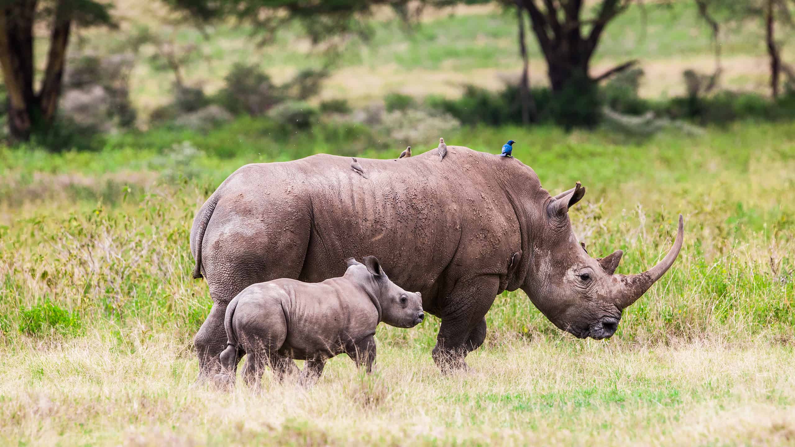 Носорог все выступления. Африканский белый носорог. Носорог в саванне. Африканский черный носорог. Саванна Кения носорог.