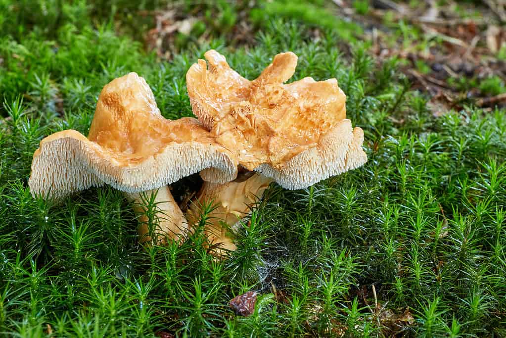 Hedgehog mushroom (Hydnum repandum)