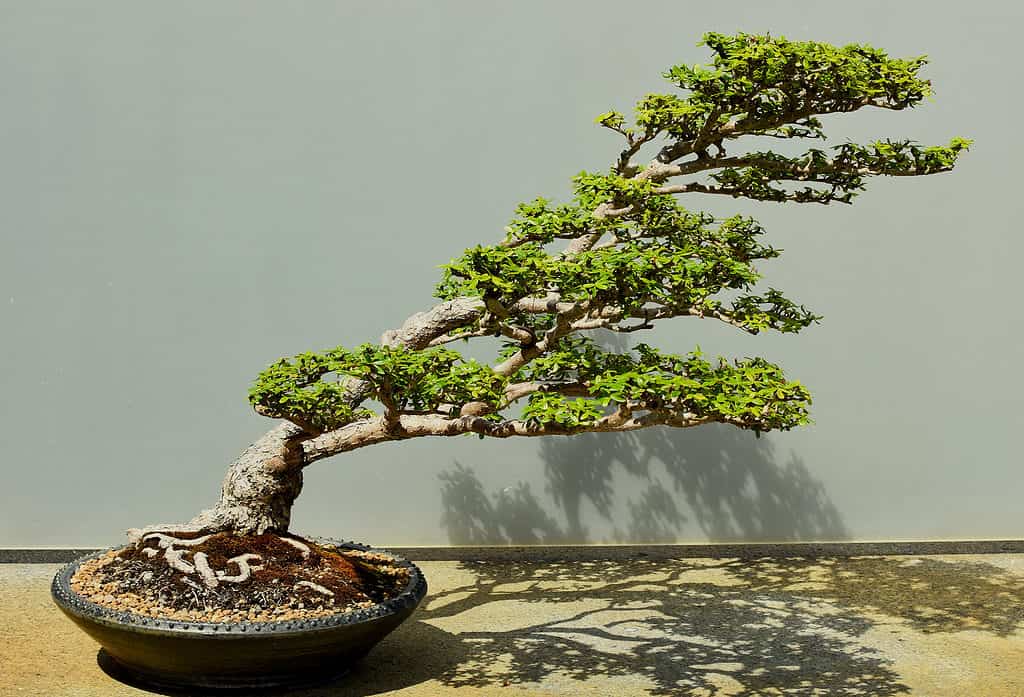 Expensive Bonsai Trees