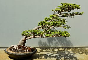 How to Water a Bonsai Tree Picture