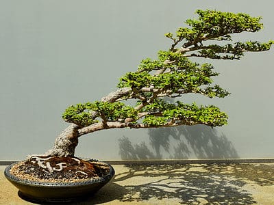 A How to Water a Bonsai Tree