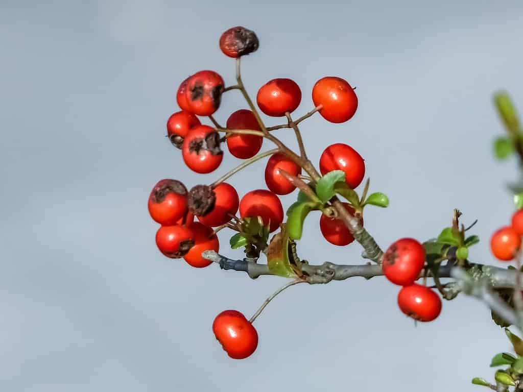 Closeup of firethorn bonsai fruit