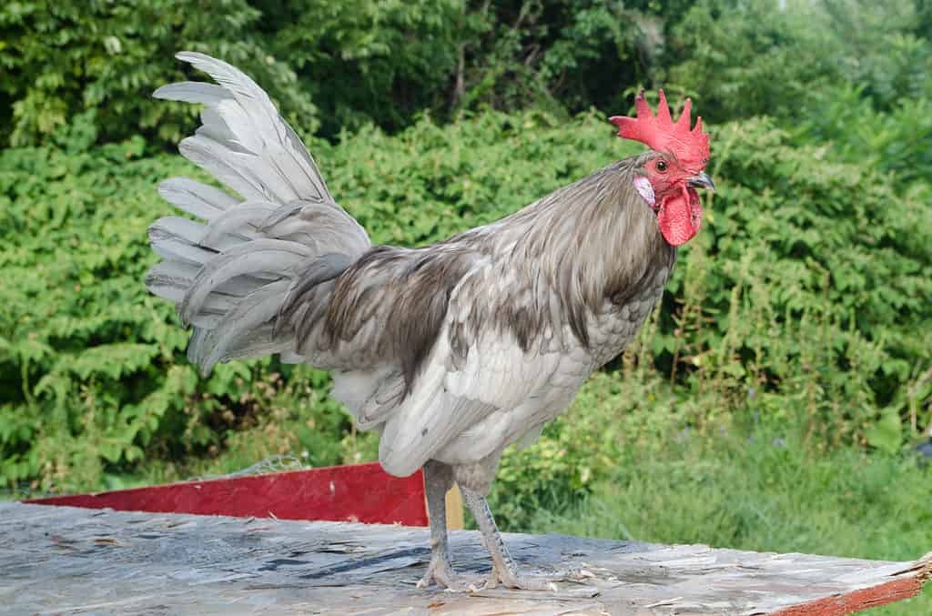 Gray,/,Grey,Silver,Andalusian,Rooster,Cock,Standing,In,Sunlight