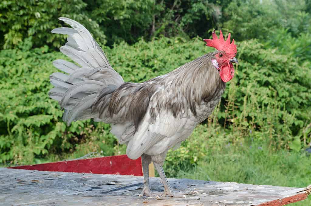 Andalusian chicken