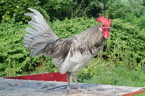 12 Chicken Breeds Best for Hot Climates Picture