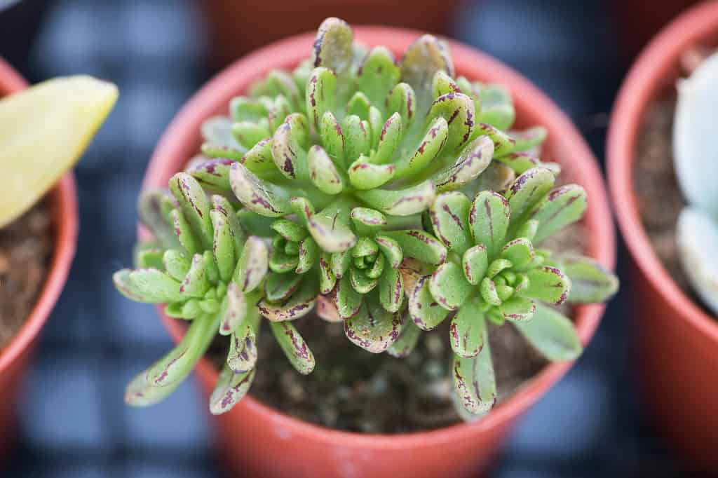 Top view of the small aeonium sedifolium