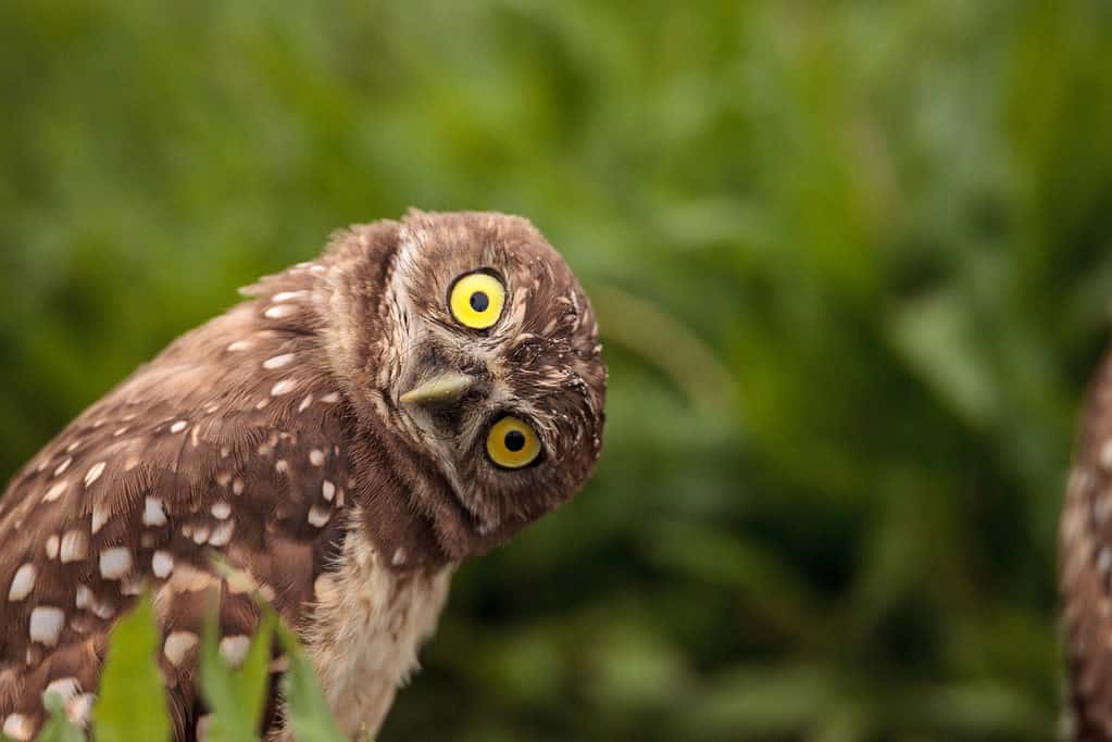 Funny owl