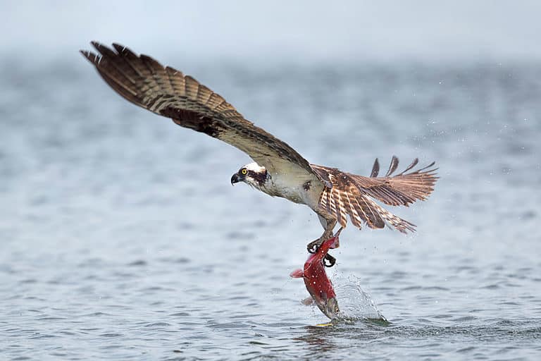 An osprey flies off with a kokanee salmon