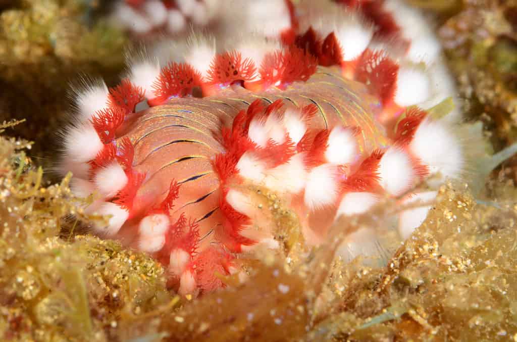 bearded fireworm