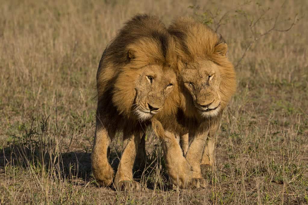 The Life Cycle and Significance of the Lion's Mane - Lions Tigers