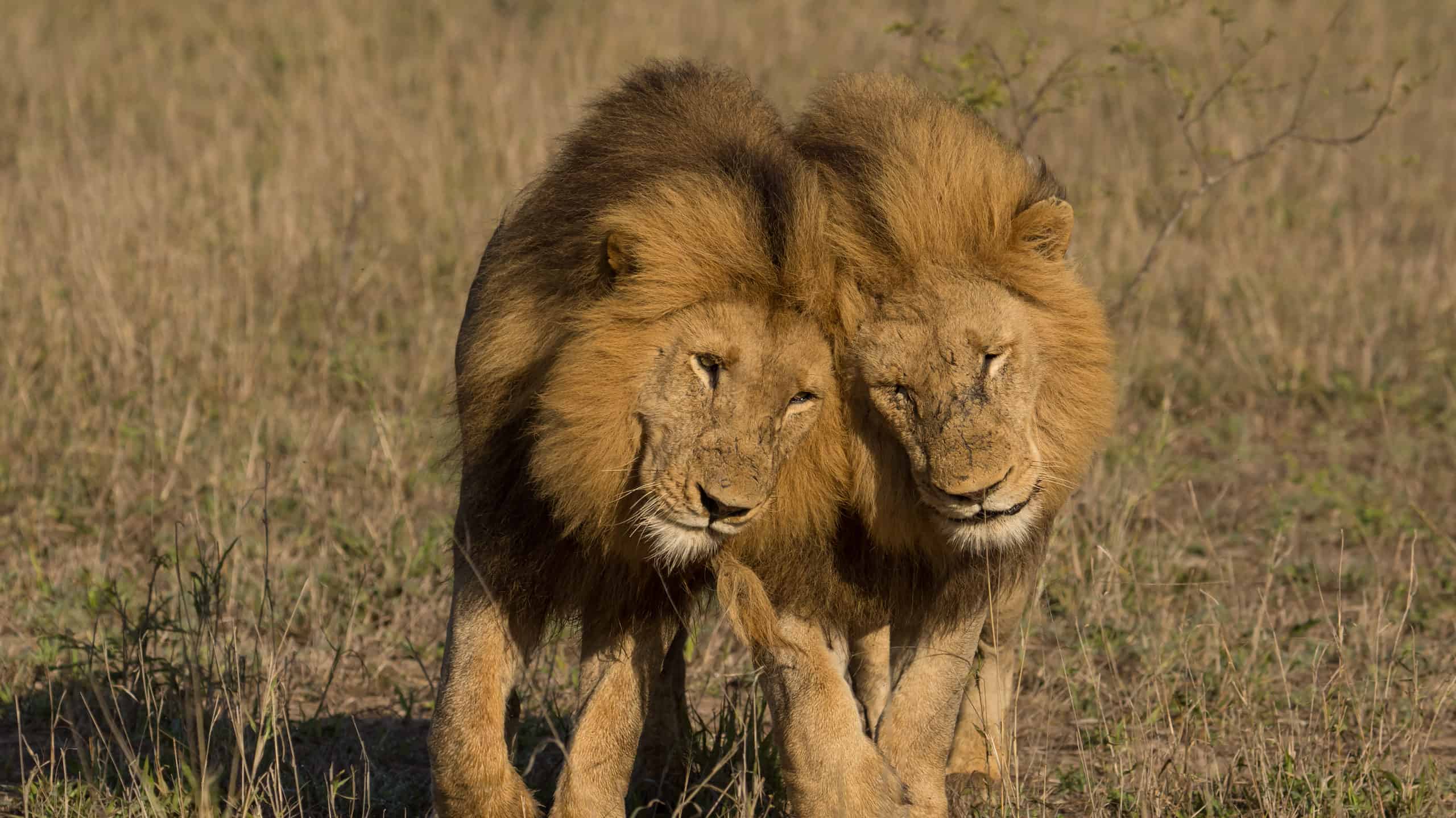 Two male lions