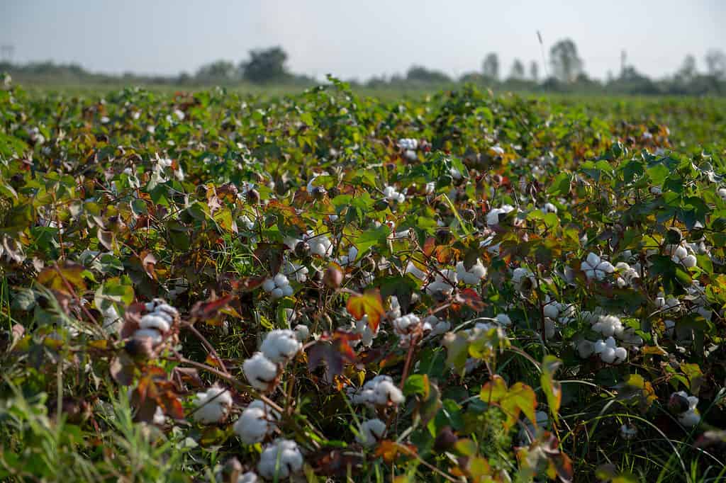Raw cotton growing in Salyan, Azerbaijan