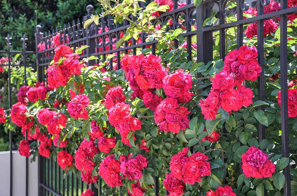 A dense thicket of red, champlain roses peek through a black, wrought iron fence.