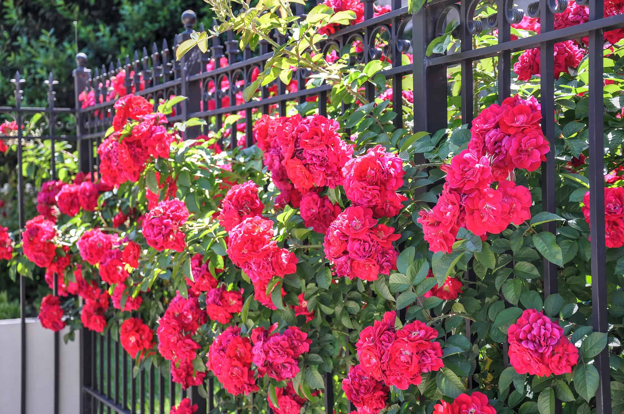 12 Types Of Old Fashioned Red Roses - A-Z Animals