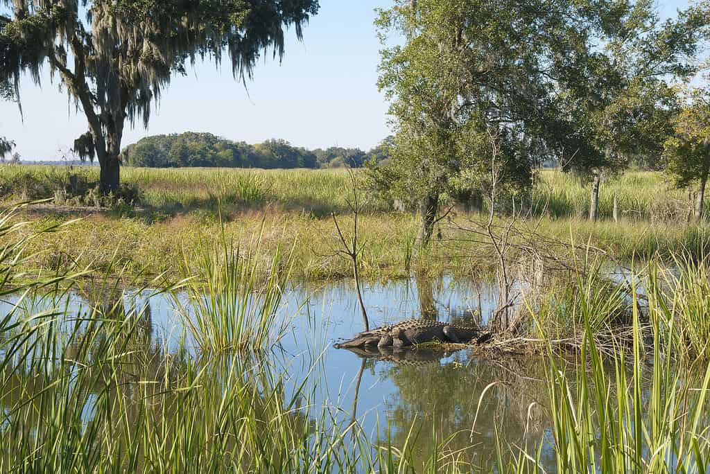 A vista with sleeping alligator at the Savannah National Wildlife Refuge in South Carolina.