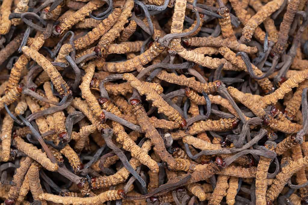 Caterpillar fungus (Cordyceps sinensis)