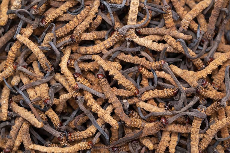 Caterpillar fungus (Cordyceps sinensis)