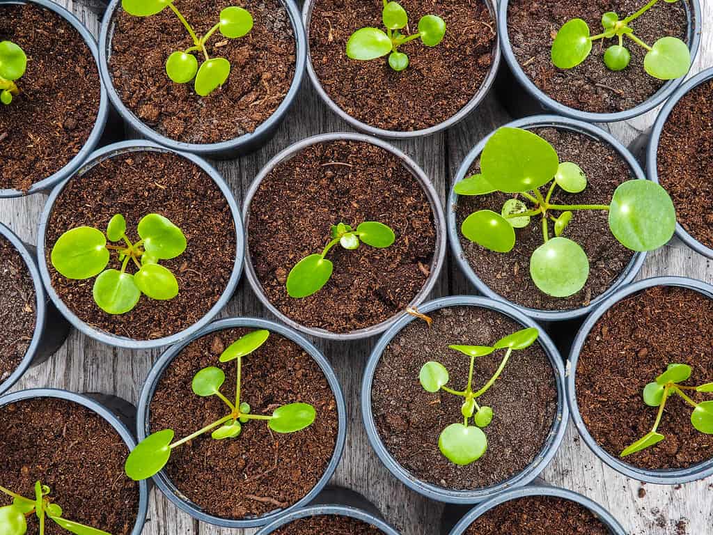 Chinese money plant transplants : nine whole and 6 partial round plastic containers filled with potting soil and containing cutting with between two and eight round green leaves/ Full frame/