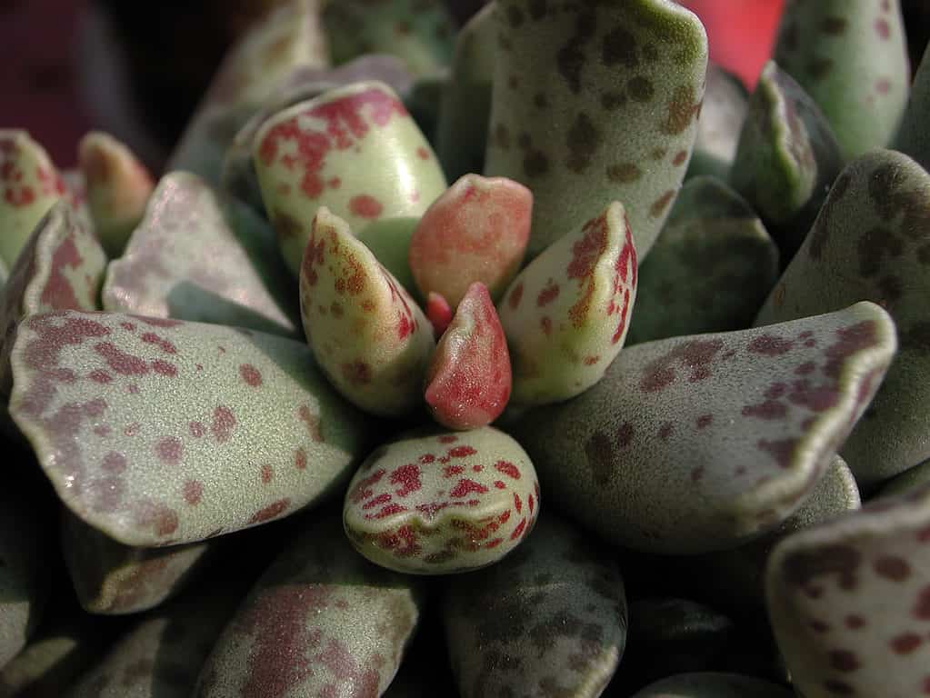 Close-up of a plover's eggs plant, with pale green leaves and dark red spots