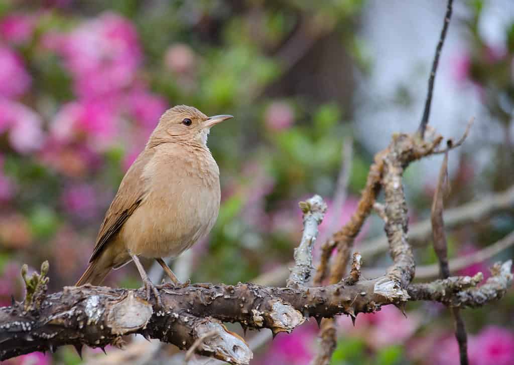 Rufous hornero (Furnarius rufus) is Argentina's national bird