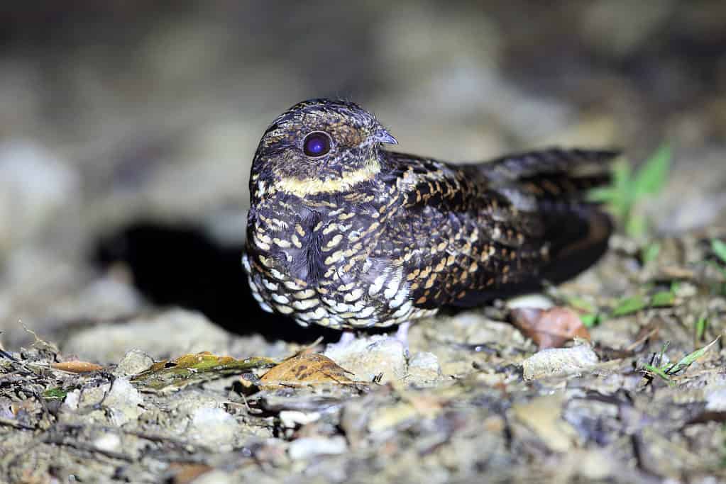 Nightjars