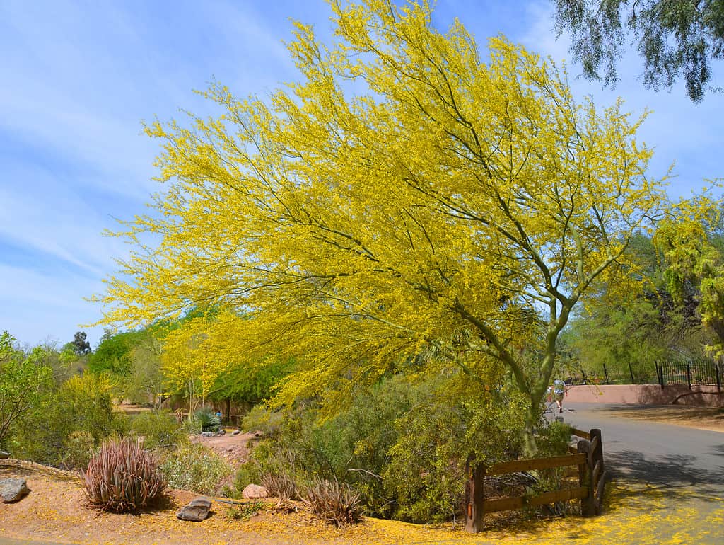 The blue palo verde bursts into color with bright yellow leaves in the spring.