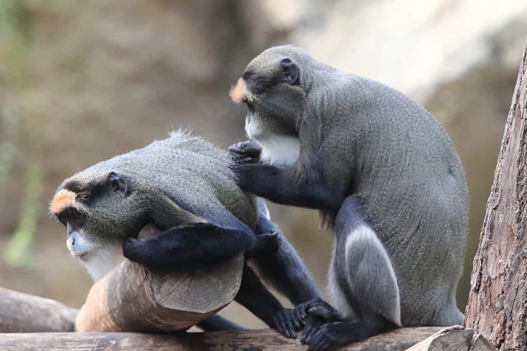 De brazza's monkeys