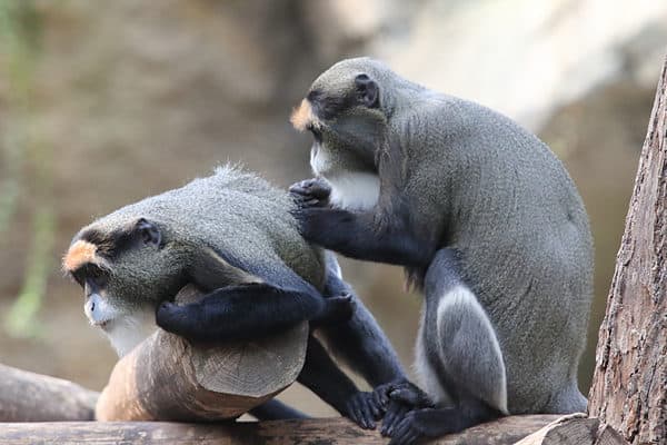 De brazza's monkeys only interact with their own species.