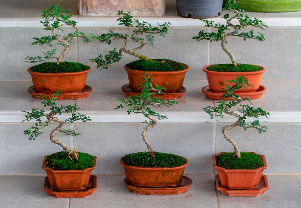 Wiring a Bonsai Tree