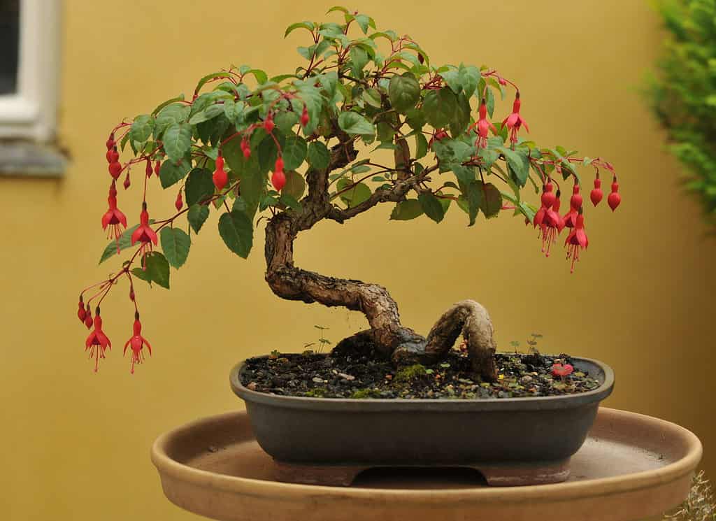 bonsai nebari