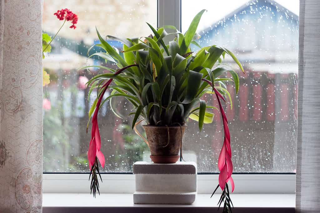 Queen's tears succulents in a window