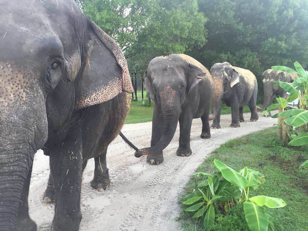 Elephants holding tails