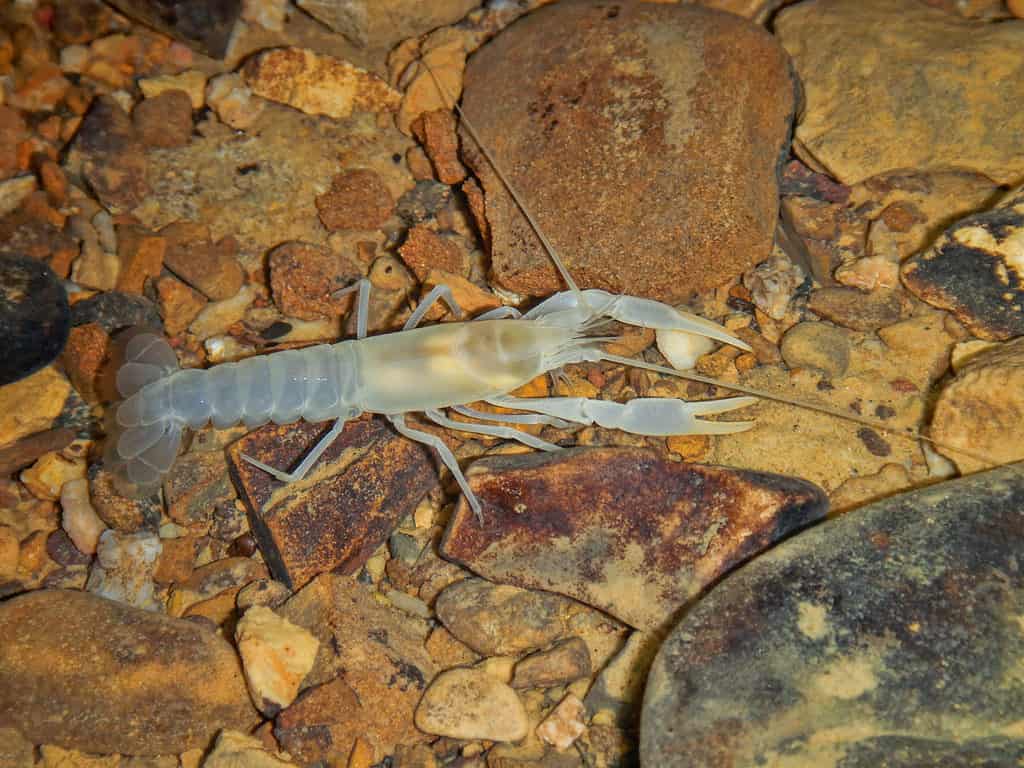 Prickly Cave Crayfish (Cambarus hamulatus) from Tumbling Rock Cave, Jackson County, Alabama, USA