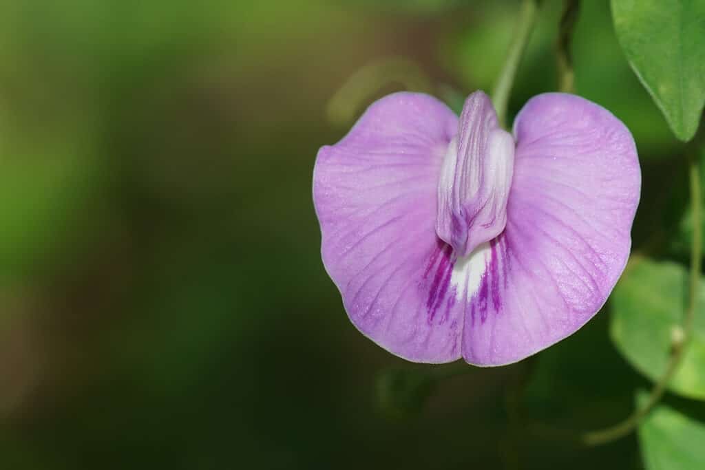 The showy petals of the spurred butterfly pea make it a favorite of photographers.