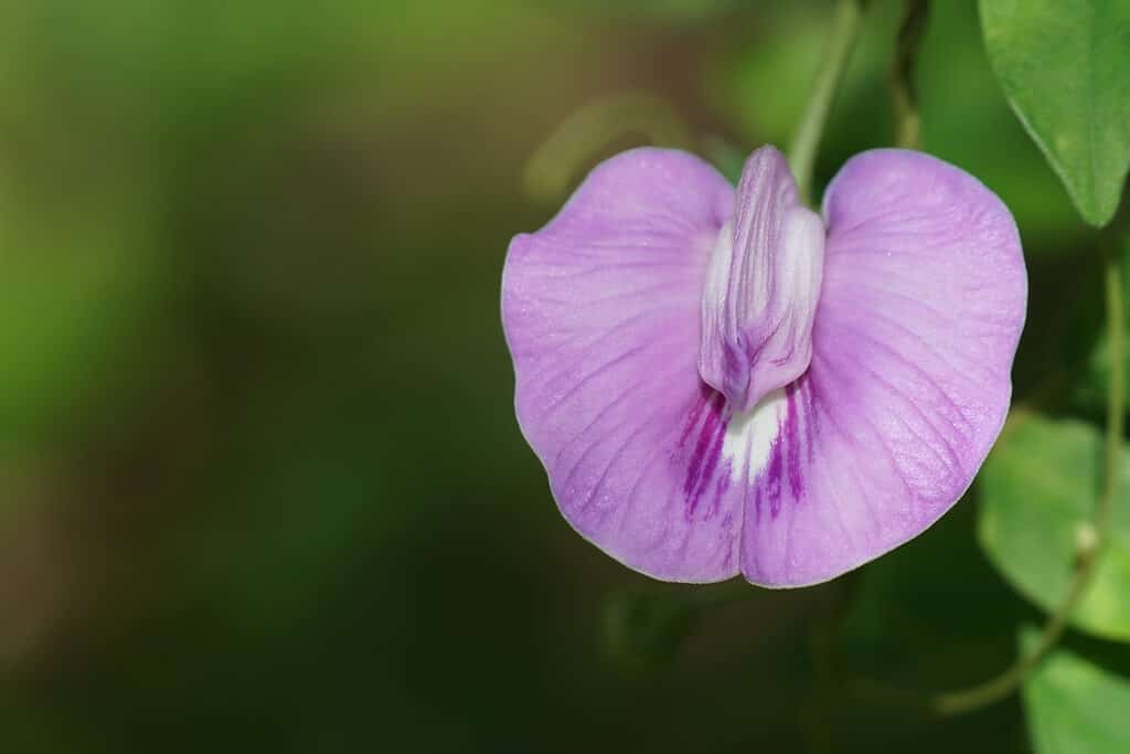 Beautiful Flowers Native To Puerto Rico