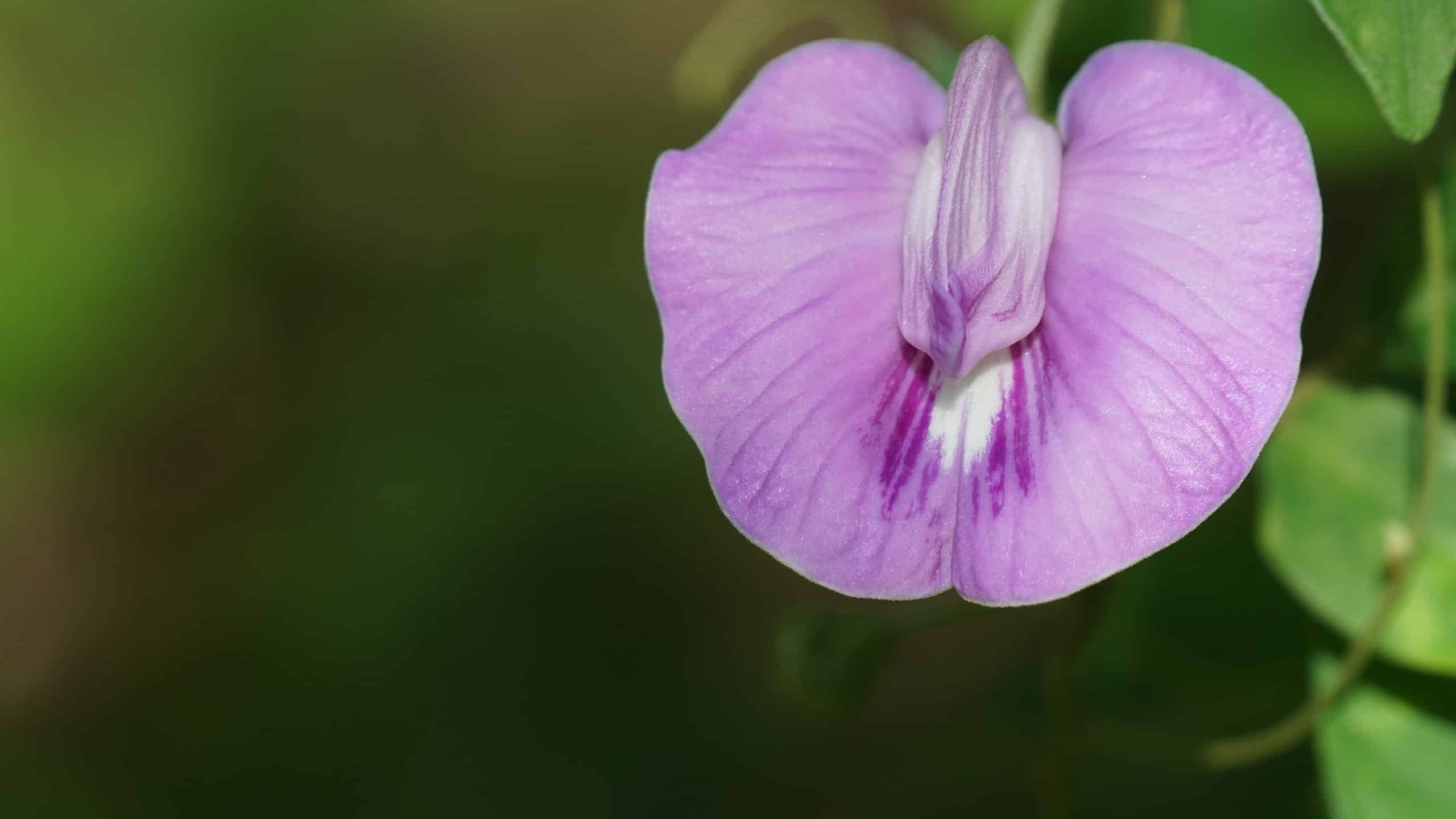 The showy petals of the spurred butterfly pea make it a favorite of photographers.