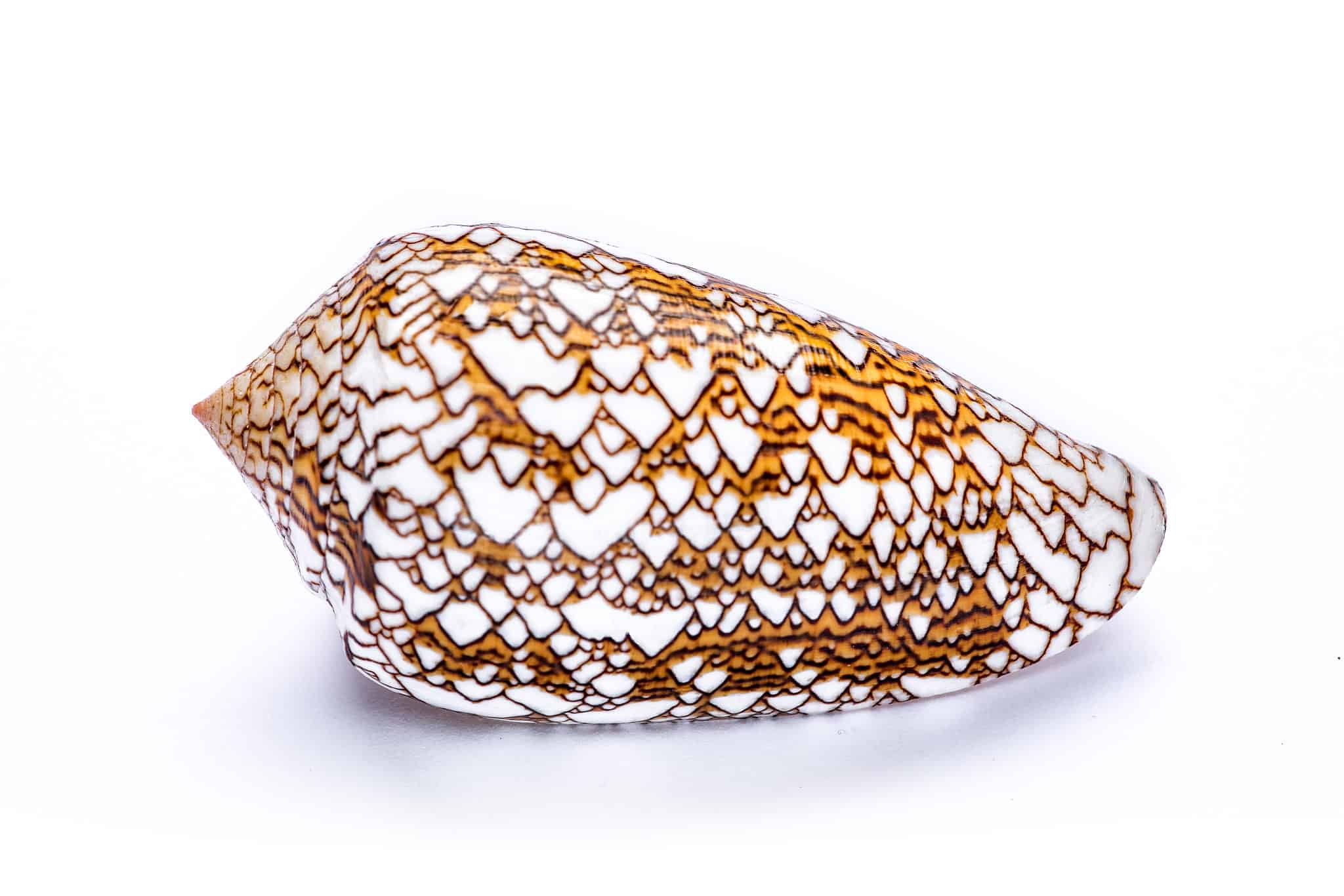 Cone Snail AZ Animals