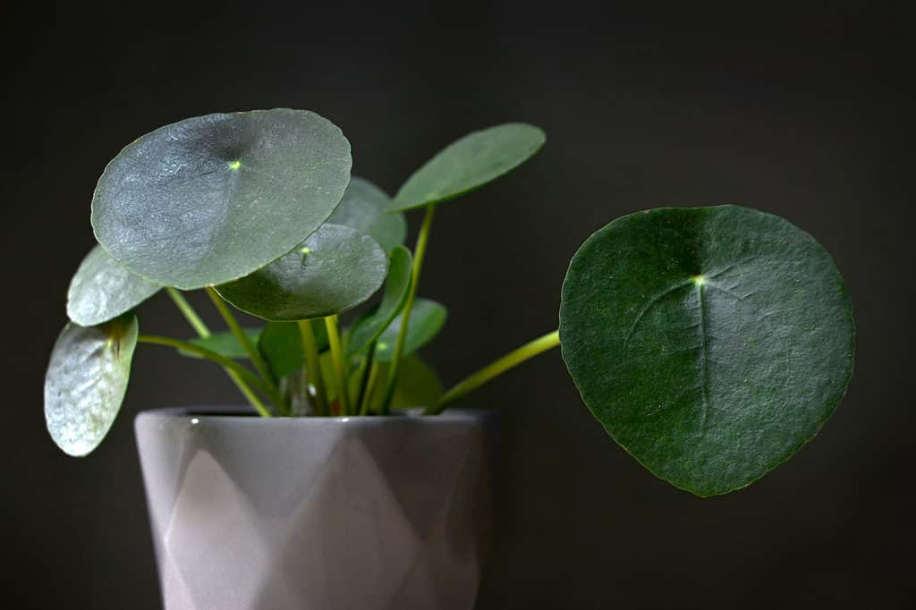 Full frame close up of a Chinese money plant against a dark background. The plant is in a white glazed ceramic pot with a diamond pattern inherent in the clay. Five of the plants circular green leaves are promenade in the frame, with one round been leaf taking up all of the right side of the frame.