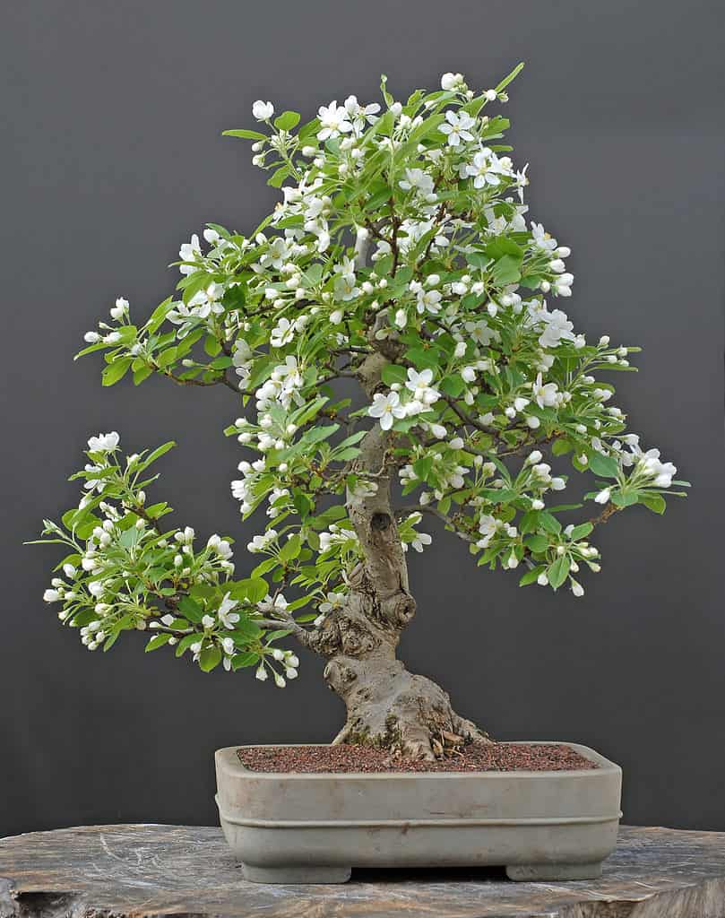 apple bonsai in full bloom