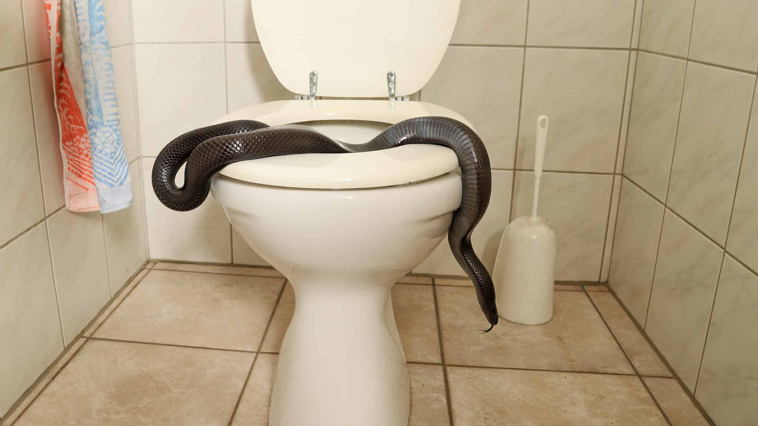 Watch an Impossibly Long Snake Somehow Curl Up and Hide Inside a Toilet  Bowl - A-Z Animals
