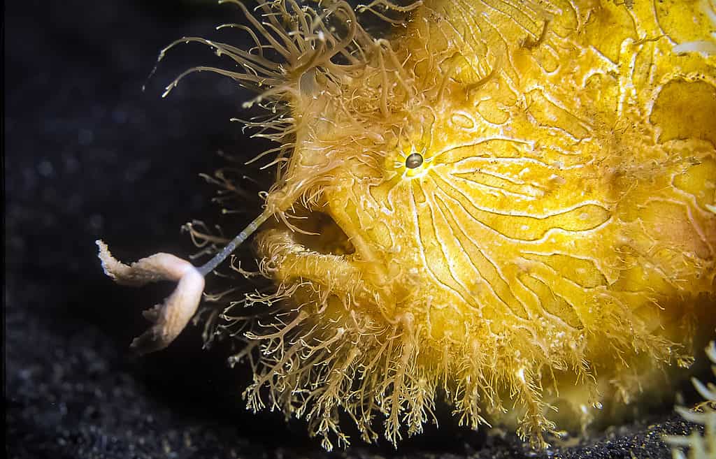 Yellow hairy frogfish (Antennarius striatus) using lure to catch prey