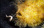 Hairy frogfish