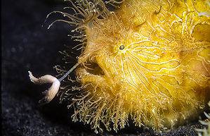 Hairy Frogfish - A-Z Animals