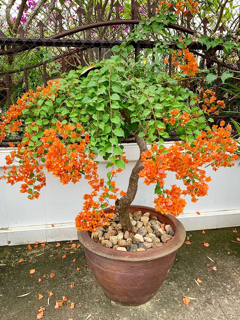 bougainvillea in orange