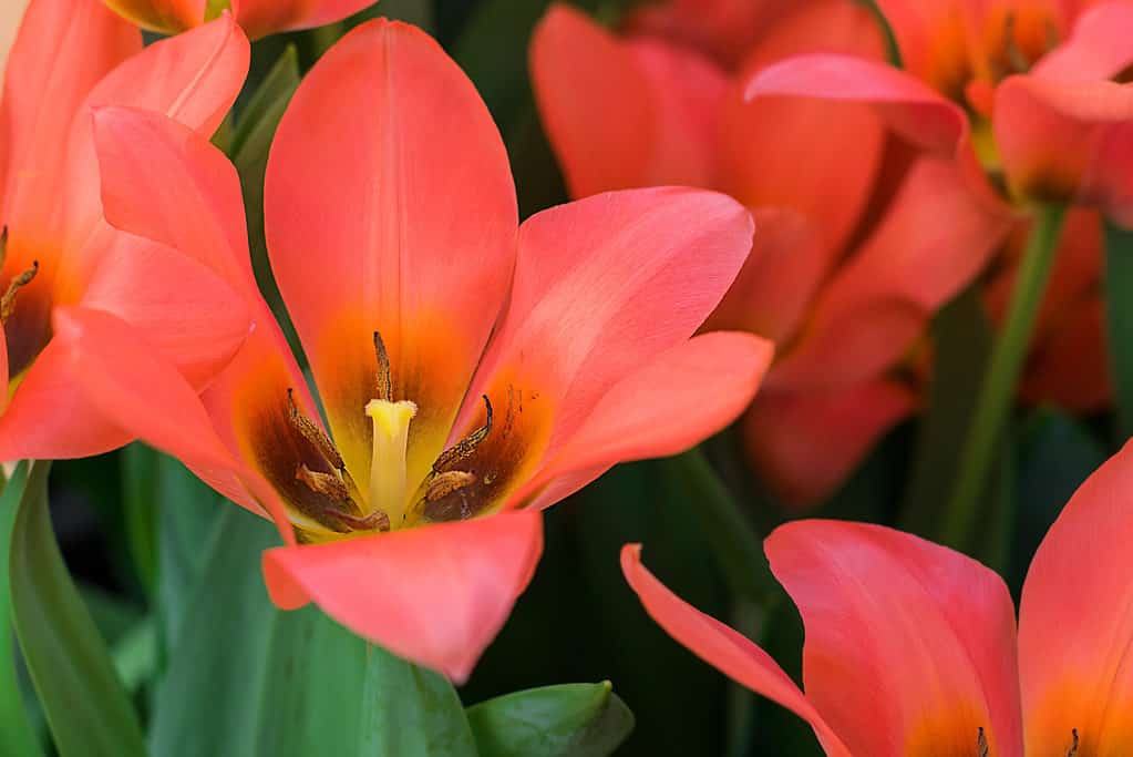 Bright orange-red Toronto Tulips with fully open blooms