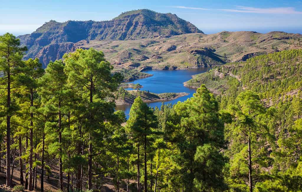 the isle of Gran Canaria