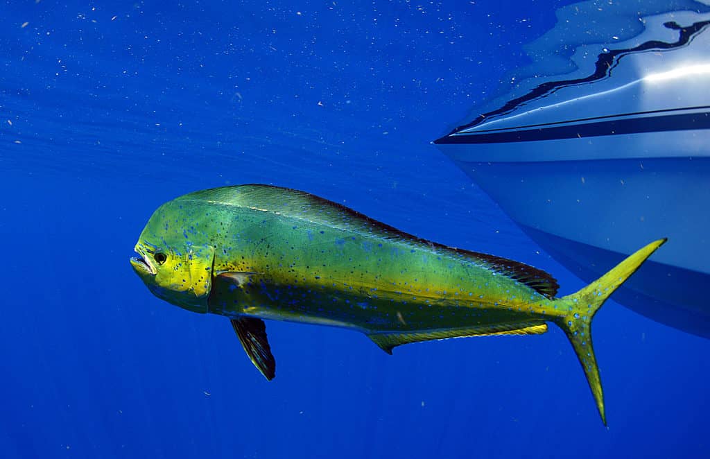 mahi-mahi